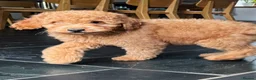 Goldendoodle dogs for sale: Mini Irishdoodle Ready now! health tested parents - Advert 3