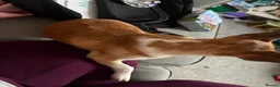Chug dogs for sale: Female chug nearly 1 year old Lola - Advert 5