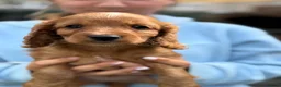 Mixed Breed dogs for sale: Cavapoo Puppies - Advert 20