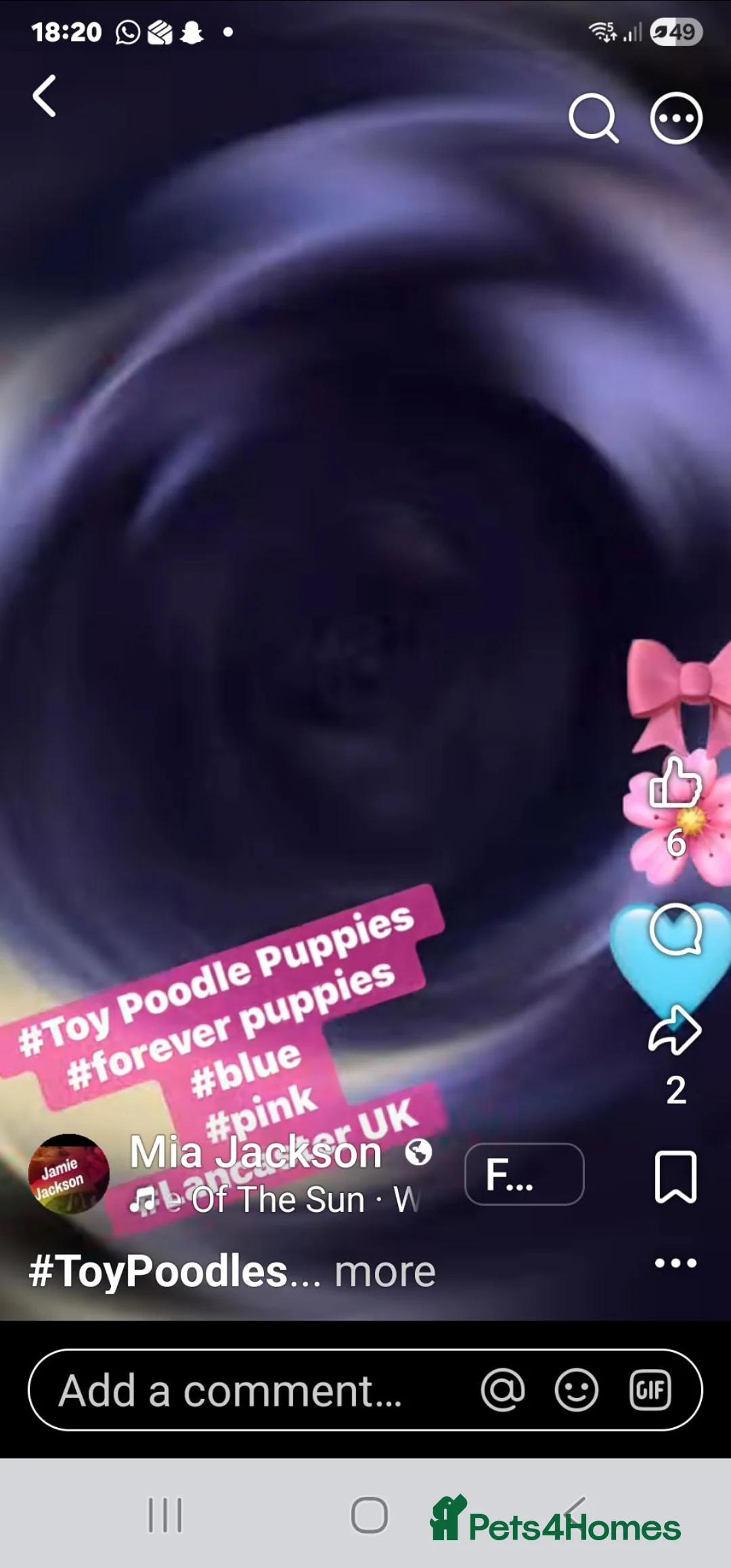 Toy Poodle dogs for sale: Toy poodle puppies  - Advert 13