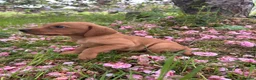 Mixed Breed dogs for sale: 8 beautiful red Vizslador puppies vizsla Labrador  in Ipswich - Advert 7