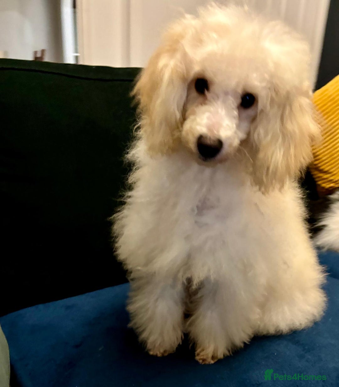 Miniature Poodle dogs for sale: Minature poodle - Advert 2