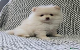 Pomeranian dogs for sale: KC outstanding puppies lilac tan lavender chocolat - Image 10