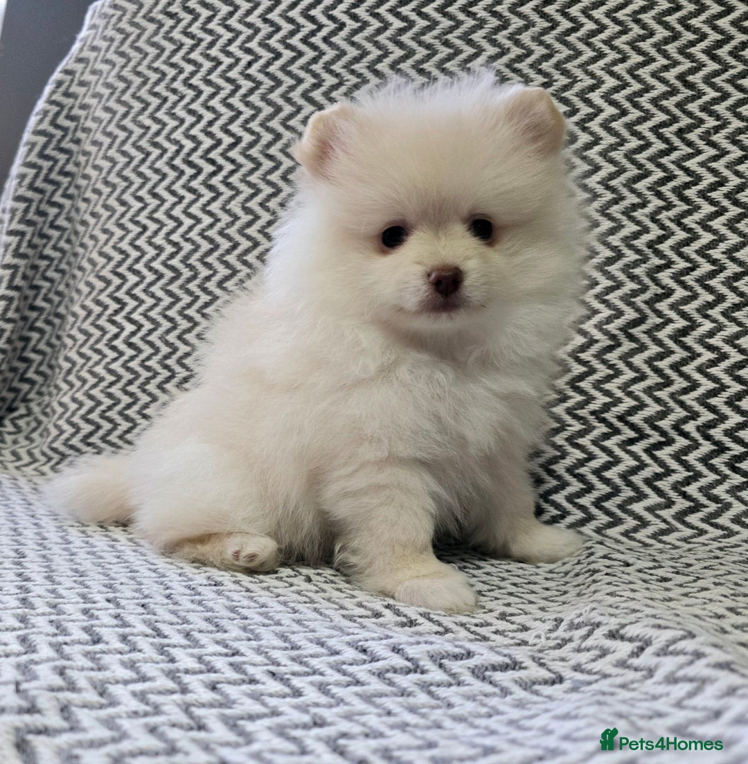 Pomeranian dogs for sale: KC outstanding puppies lilac tan lavender chocolat - Image 10