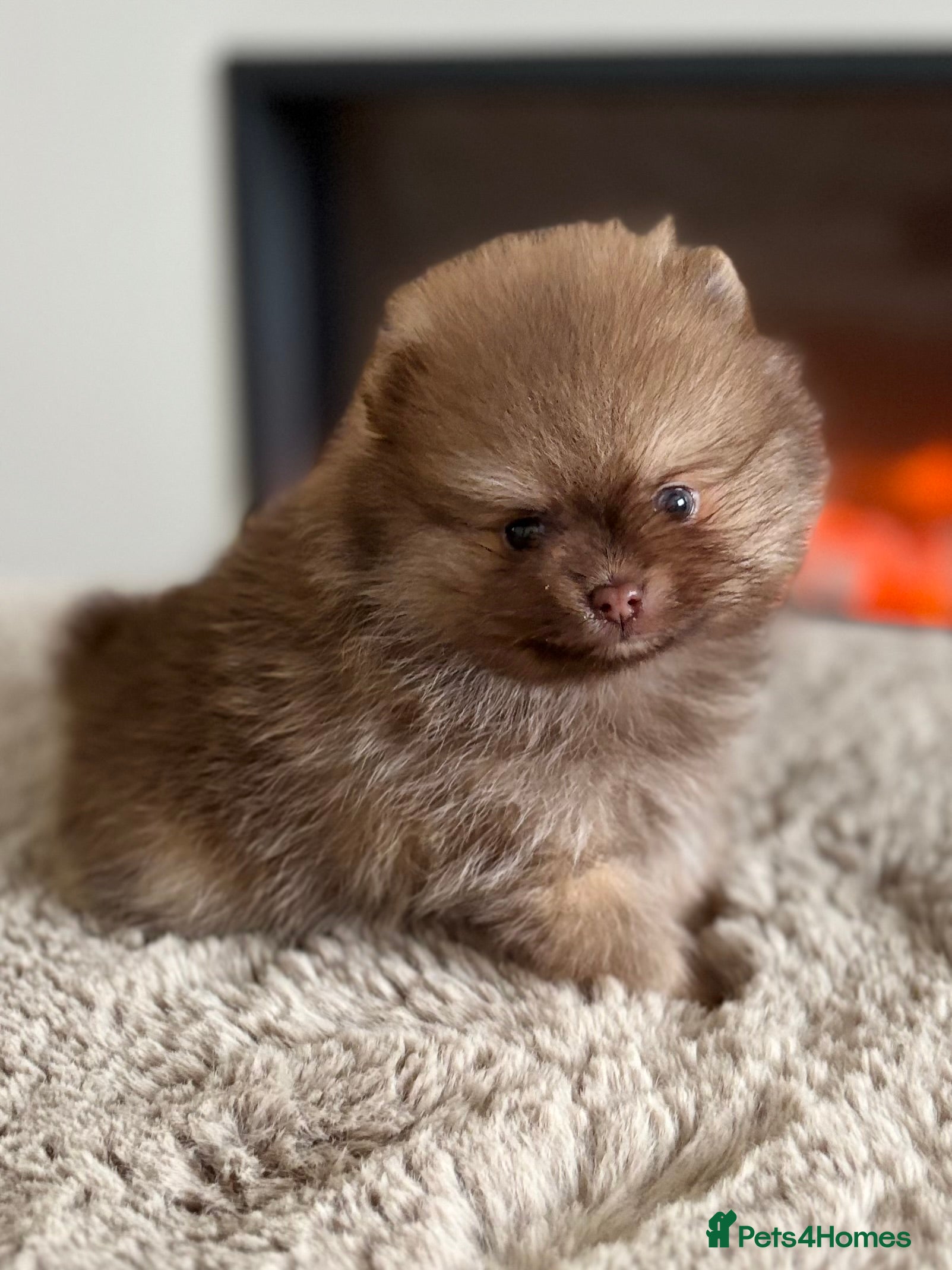 Pomeranian dogs True type Pomeranian puppy’s KC 🐾🤎🥰🤩🐾 - Advert 6