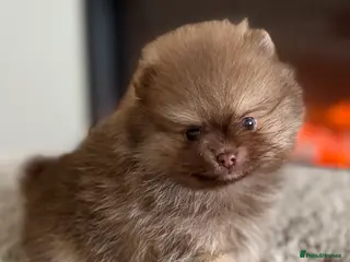 Pomeranian dogs True type Pomeranian puppy’s KC 🐾🤎🥰🤩🐾 - Advert 7