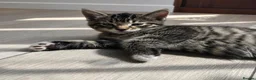Mixed Breed cats for sale: kitten for sale  in London - Advert 9