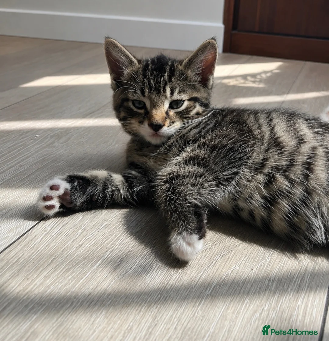 Mixed Breed cats for sale: kitten for sale  in London - Advert 9