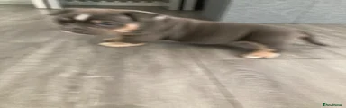 American Bully 2