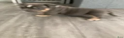 American Bully dogs for sale: ABKC champion Pocket bully - Advert 4