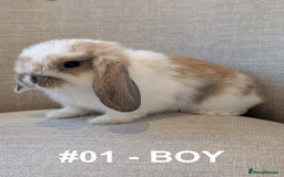 Mini Lop rabbits for sale: Exceptional Mini-Lops. Collect from: 13th October - Image 5