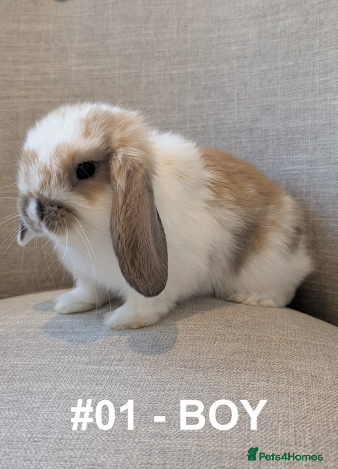 Mini Lop rabbits for sale: Exceptional Mini-Lops. Collect from: 13th October - Image 5