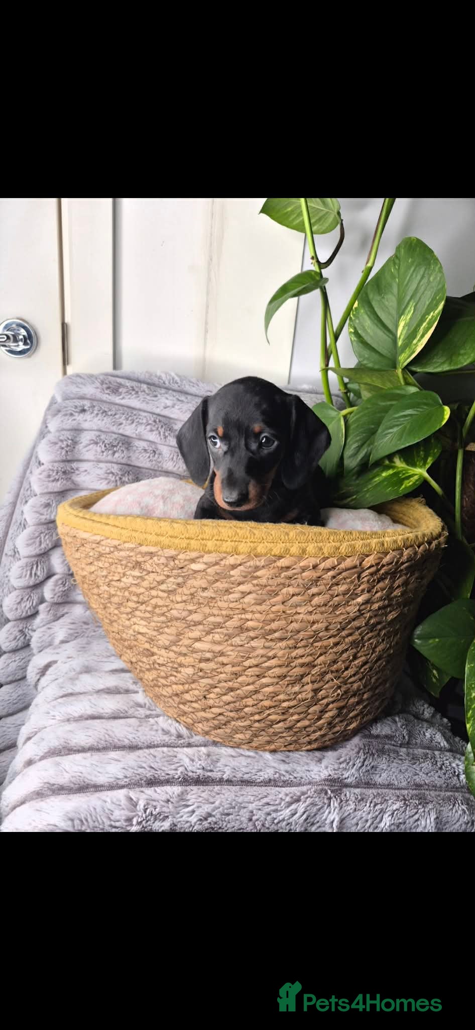 Miniature Dachshund dogs Miniature dachshund KC - Advert 3