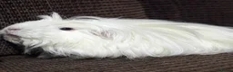 Guinea Pig rodents for sale: Cornet Sow  - Advert 2