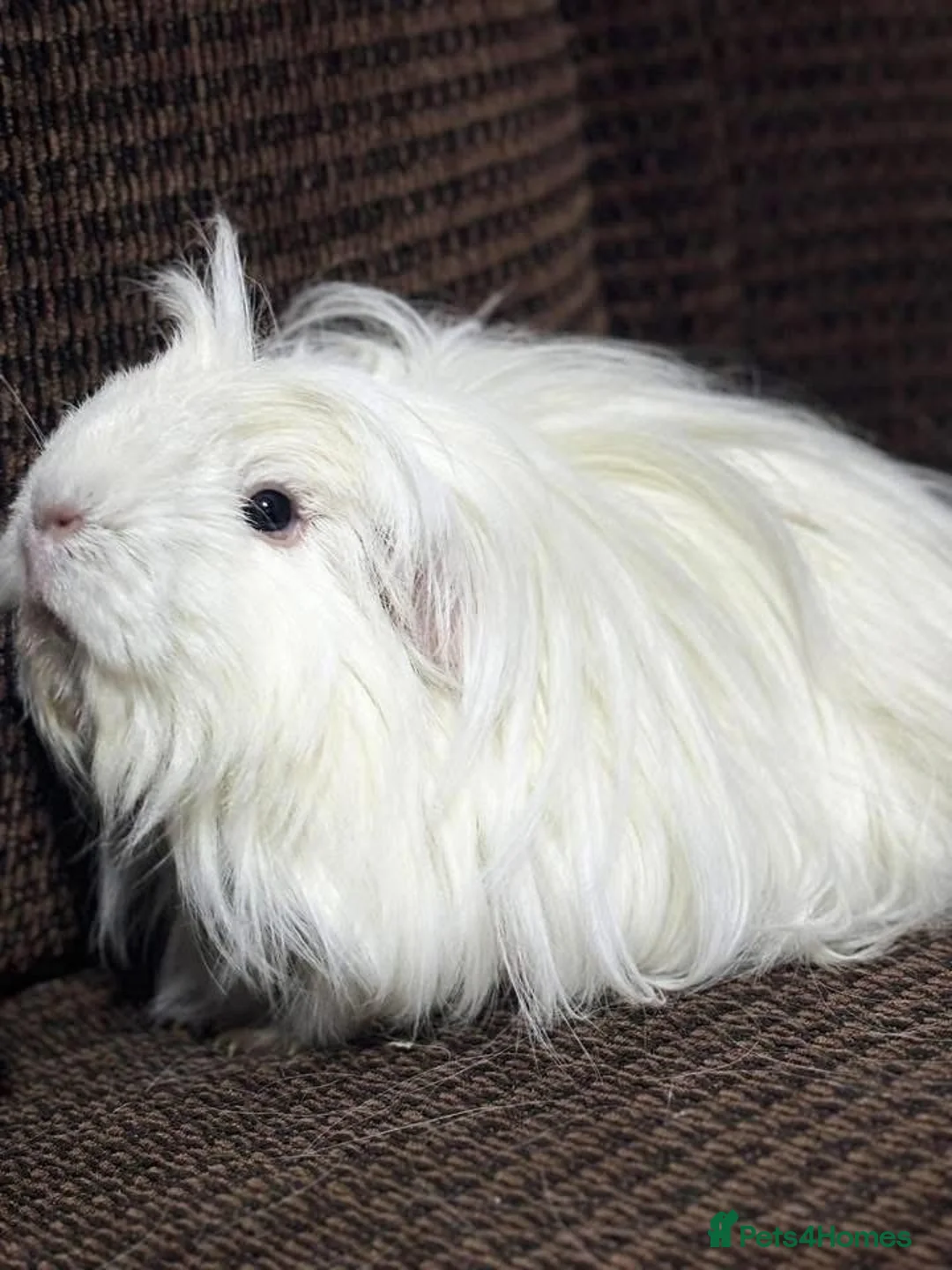 Guinea Pig rodents for sale: Cornet Sow  - Advert 2
