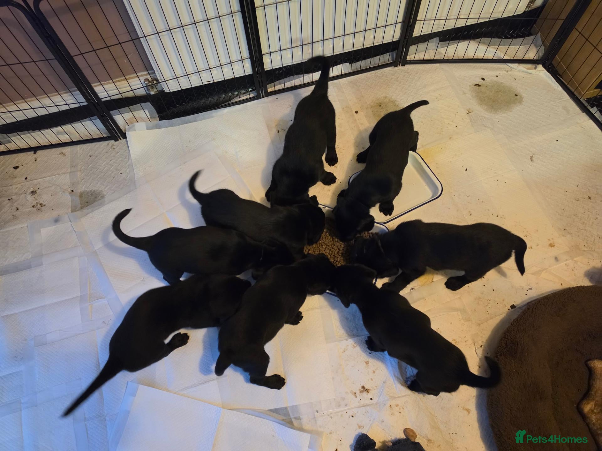 Mixed Breed dogs Lab x springer x german shepard  - Advert 2
