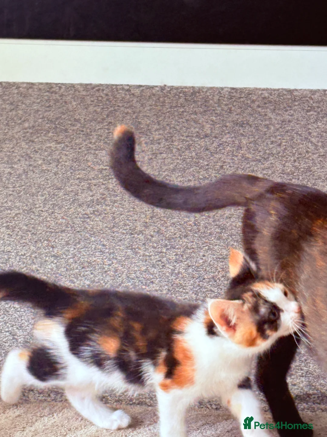 Mixed Breed cats for sale: 4 beautiful mixed breed kittens - Advert 2