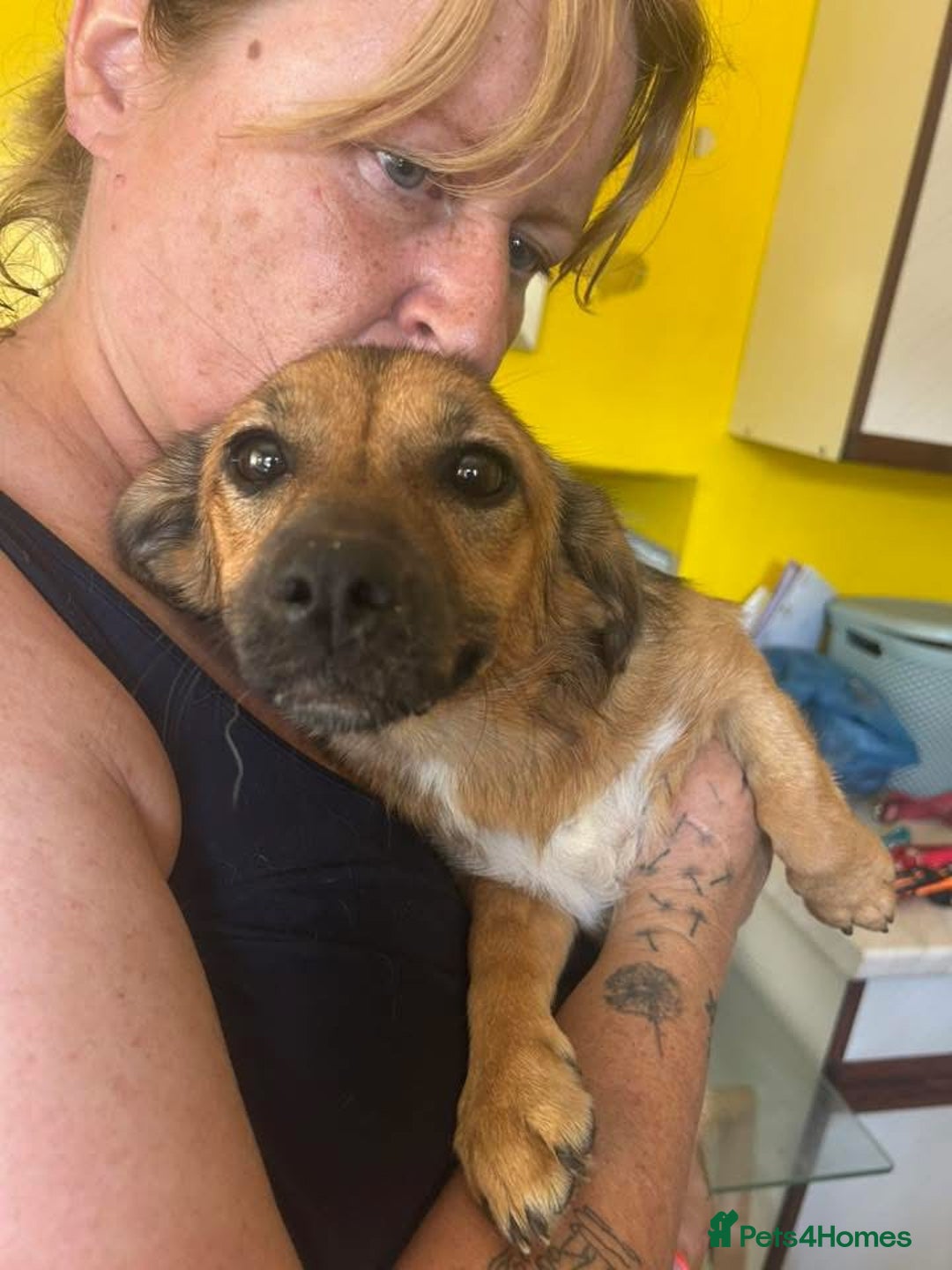 Mixed Breed dogs for adoption: Pepper - Norwich Norfolk  - Image 6