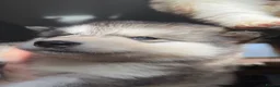 Alaskan Malamute dogs for sale: ALL PUPS HAVE BEEN SOLD!! - Advert 4
