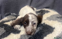 Cocker Spaniel dogs for sale: Roan cocker spaniels (blue eyes) - Image 2