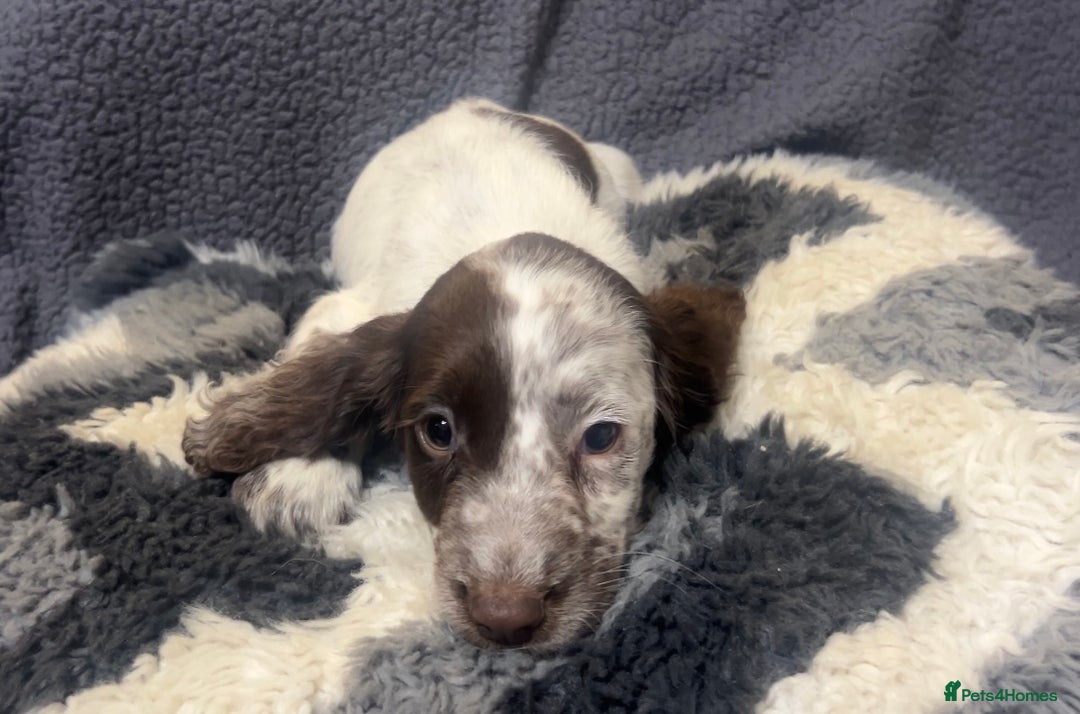 Cocker Spaniel dogs for sale: Roan cocker spaniels (blue eyes) - Image 2