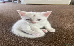 Mixed Breed cats for sale: 2 gorgeous female kittens  - Image 2
