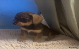 Mixed Breed dogs for sale: Dashound and Pomeranian  - Image 3