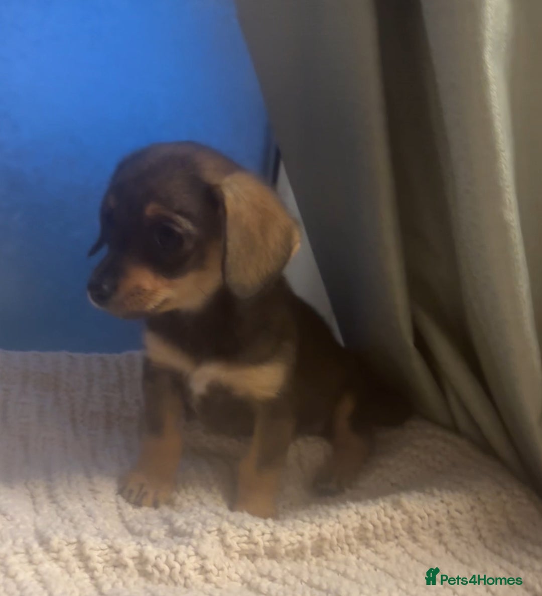 Mixed Breed dogs for sale: Dashound and Pomeranian  - Image 3