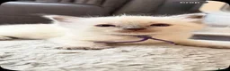 Ragdoll cats for sale: *** 3 Male 1 Female Blue Point Ragdoll Kittens *** - Advert 23