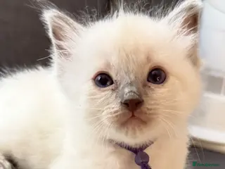 Ragdoll cats *** 5 Pure Ragdoll Kittens for Sale*** - Advert 4