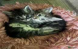 Kurilian Bobtail cats for sale: Rare pure breed Kurilian bobtail kittens available - Advert 3