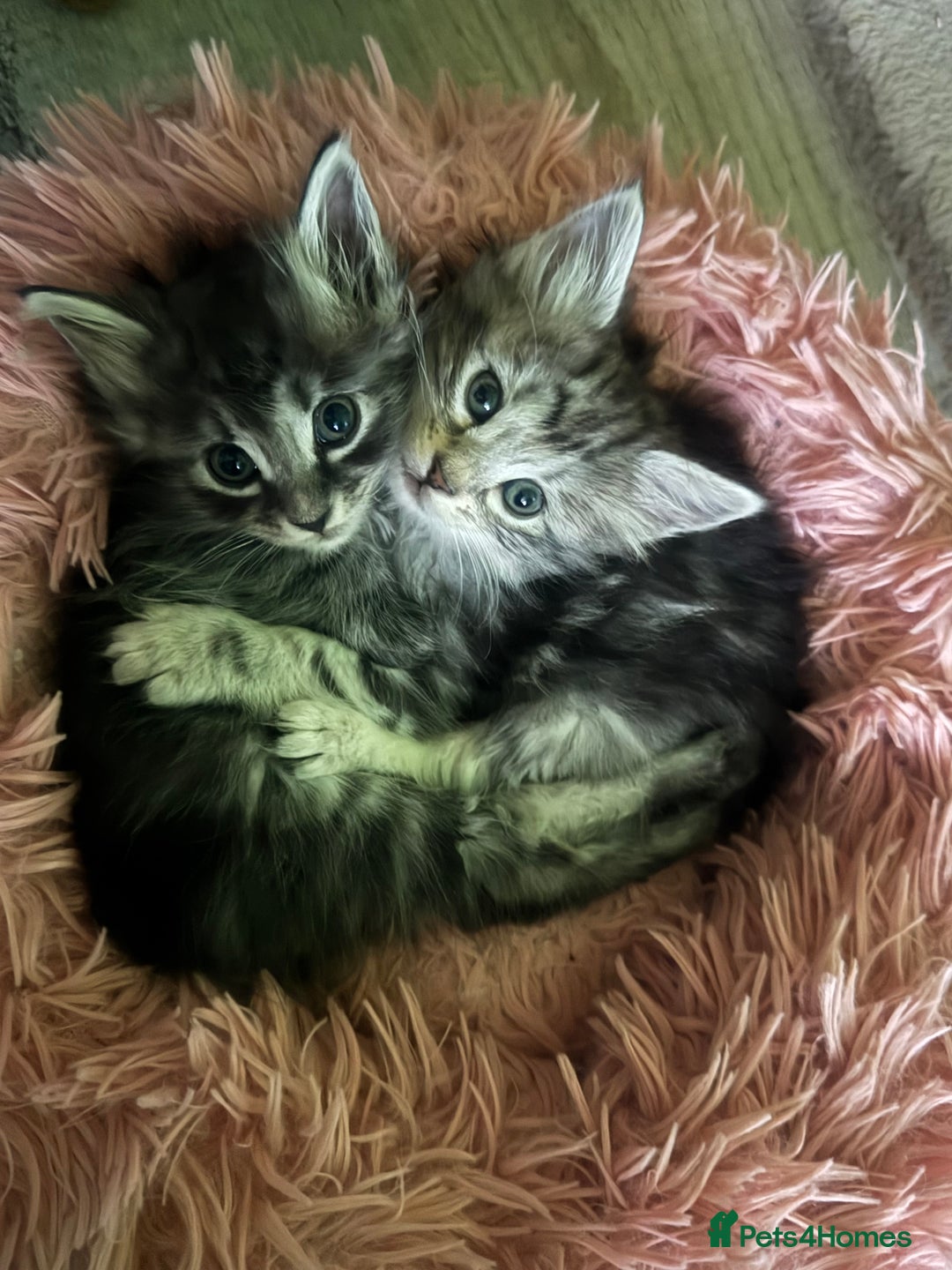 Kurilian Bobtail cats for sale: Rare pure breed Kurilian bobtail kittens available - Advert 3