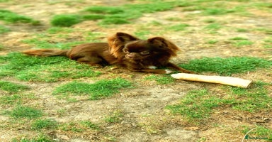 Chihuahua dogs Long-coat chocolate girl - Advert 10