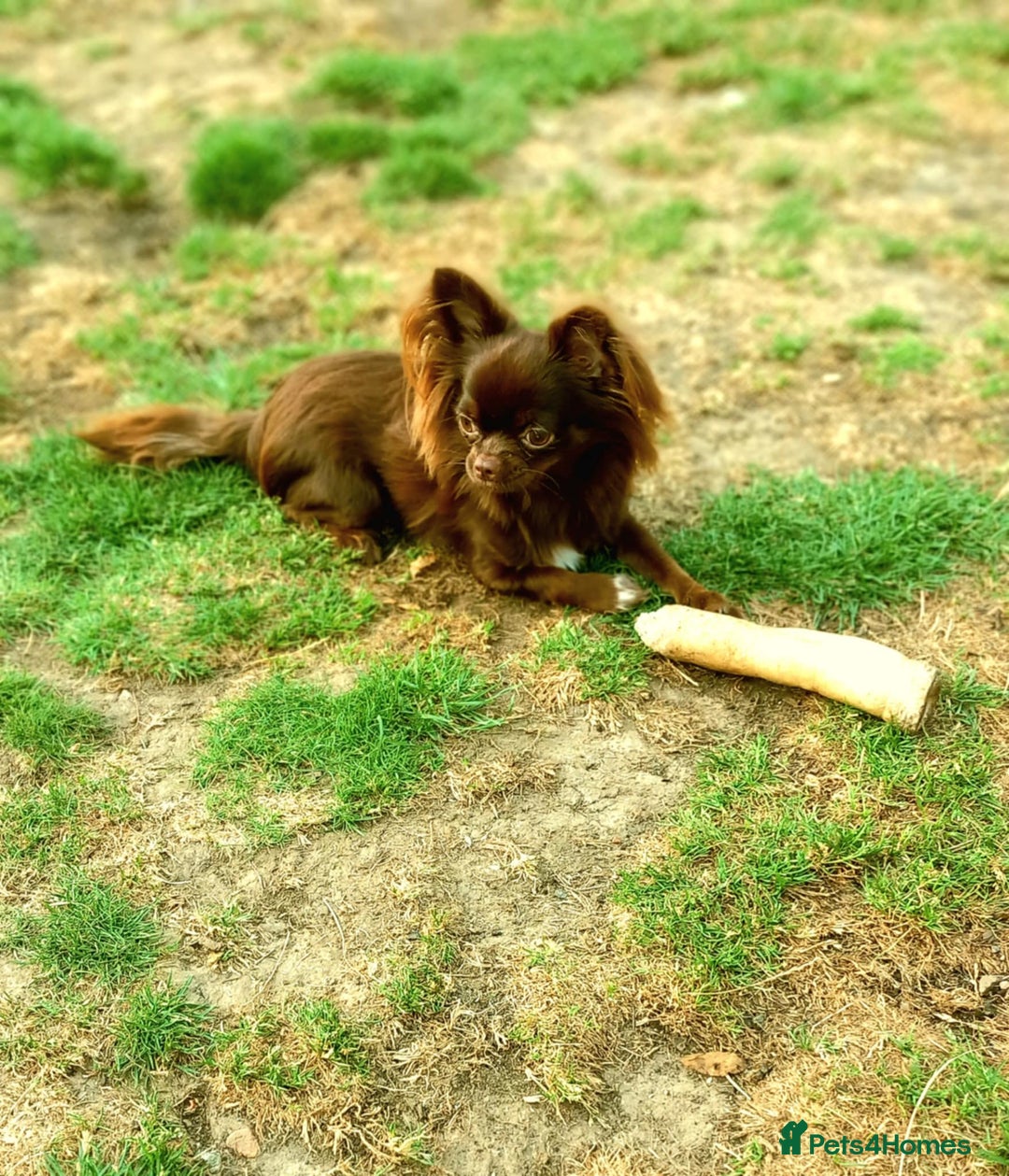 Chihuahua dogs for sale: Long-coat chocolate girl - Advert 2