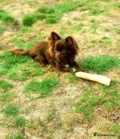 Chihuahua dogs Long-coat chocolate girl - Advert 2