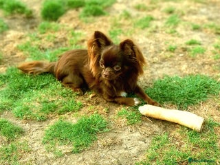 Chihuahua dogs Long-coat chocolate girl - Advert 2