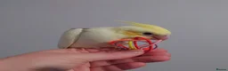 Cockatiels birds for sale: Hand reread silly tame DNA sexed baby cockatiels  - Advert 37