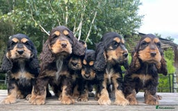 Cocker Spaniel dogs for sale: KC Registered Show Type Cocker Spaniel Puppies - Image 1