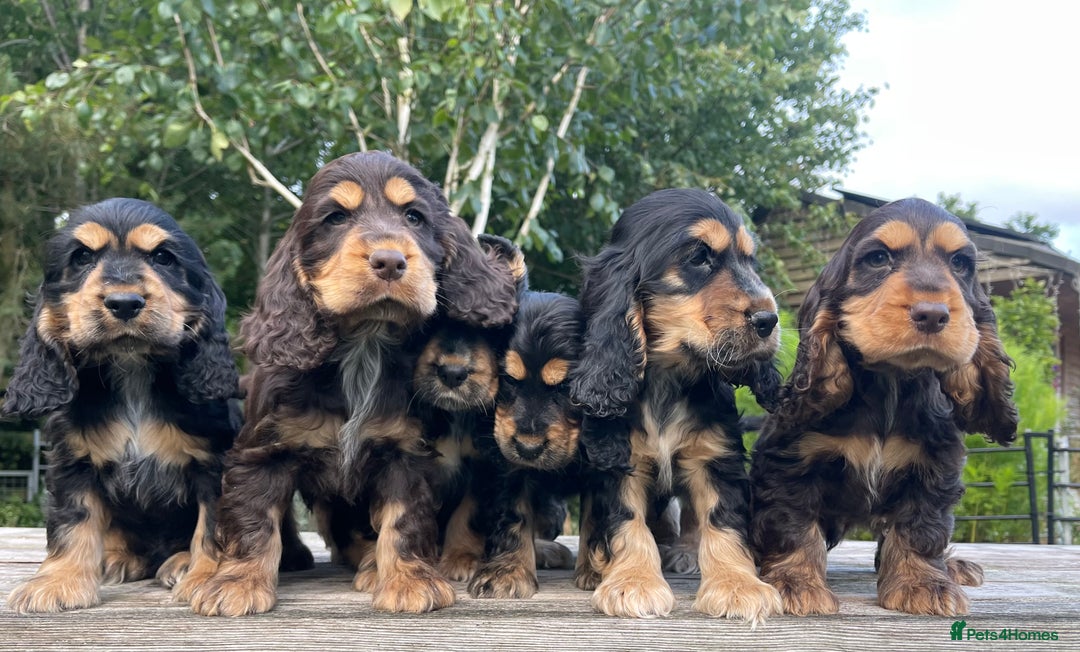 Cocker Spaniel dogs for sale: KC Registered Show Type Cocker Spaniel Puppies - Image 1
