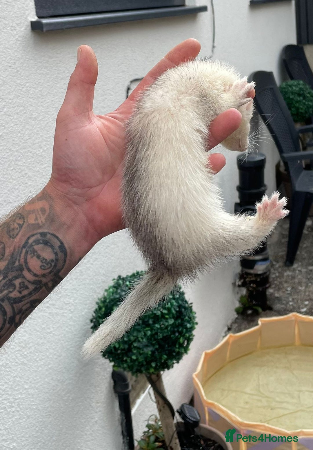Ferret rodents for sale: Kits for sale - Image 2