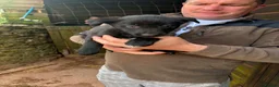Border Collie dogs for sale: Workers!  - Advert 8