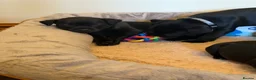 Staffordshire Bull Terrier dogs for sale: Black KC Reg/Health Tested Staffordshire Puppies. - Advert 19