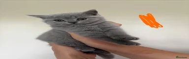 British Shorthair 3