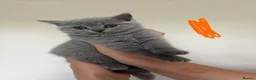 British Shorthair cats for sale: Real British Shorthair Kittens  - Advert 3