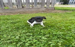 Jack Russell dogs for sale: Jack Russell pups - Image 12