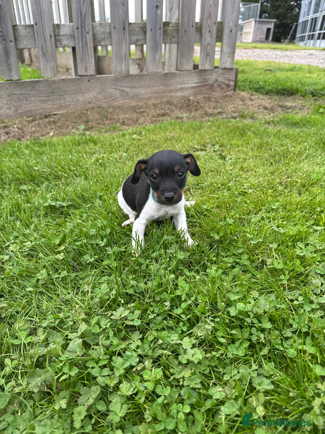 Jack Russell dogs for sale: Jack Russell pups - Image 12