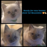 Ragdoll cats - Advert 3