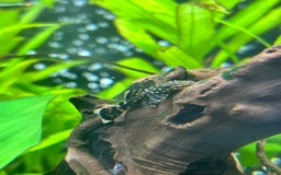 Plecos fish for sale: Common bristlenose pleco - Image 2