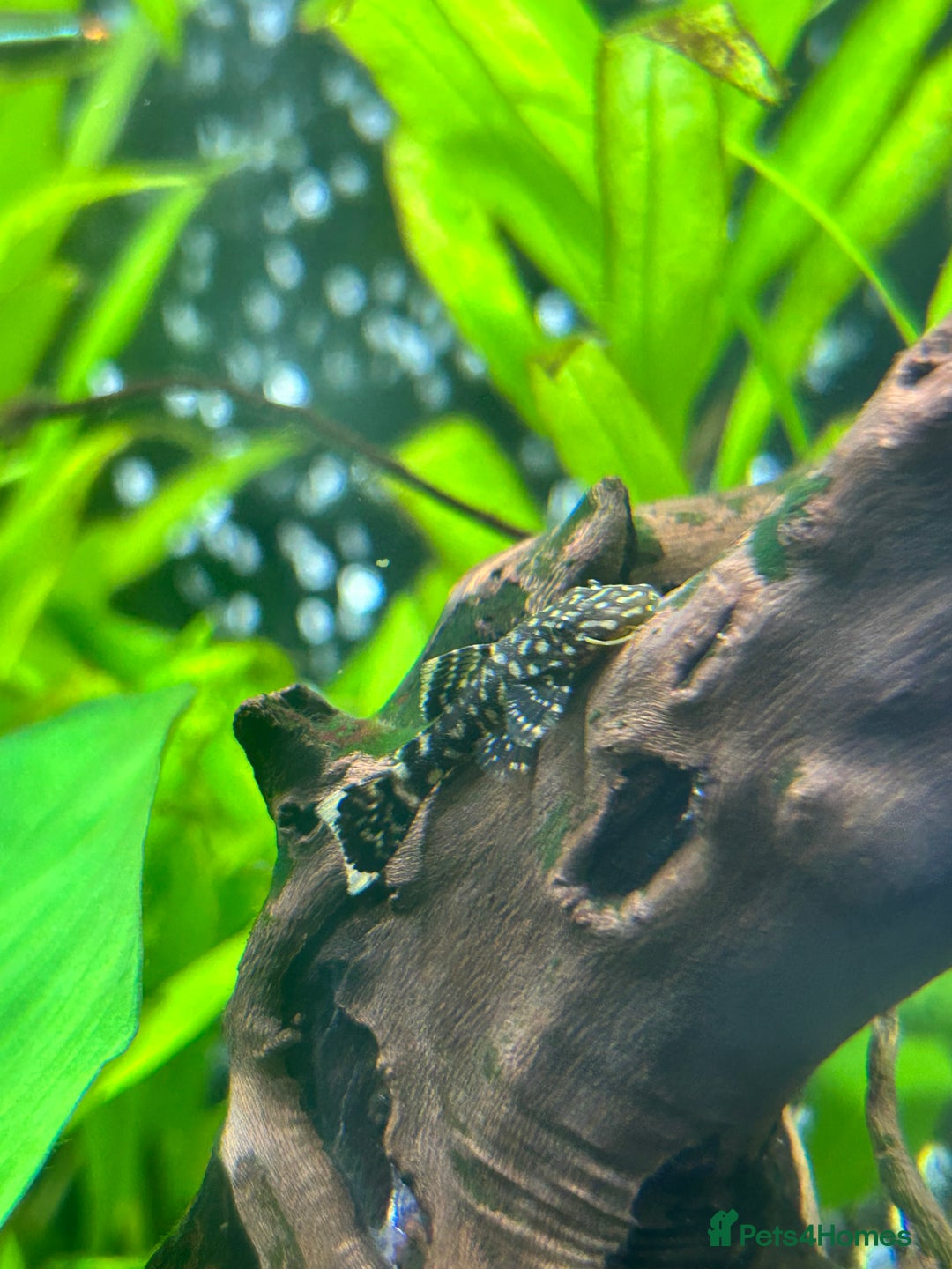 Plecos fish for sale: Common bristlenose pleco - Image 2