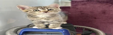 Tabby girl